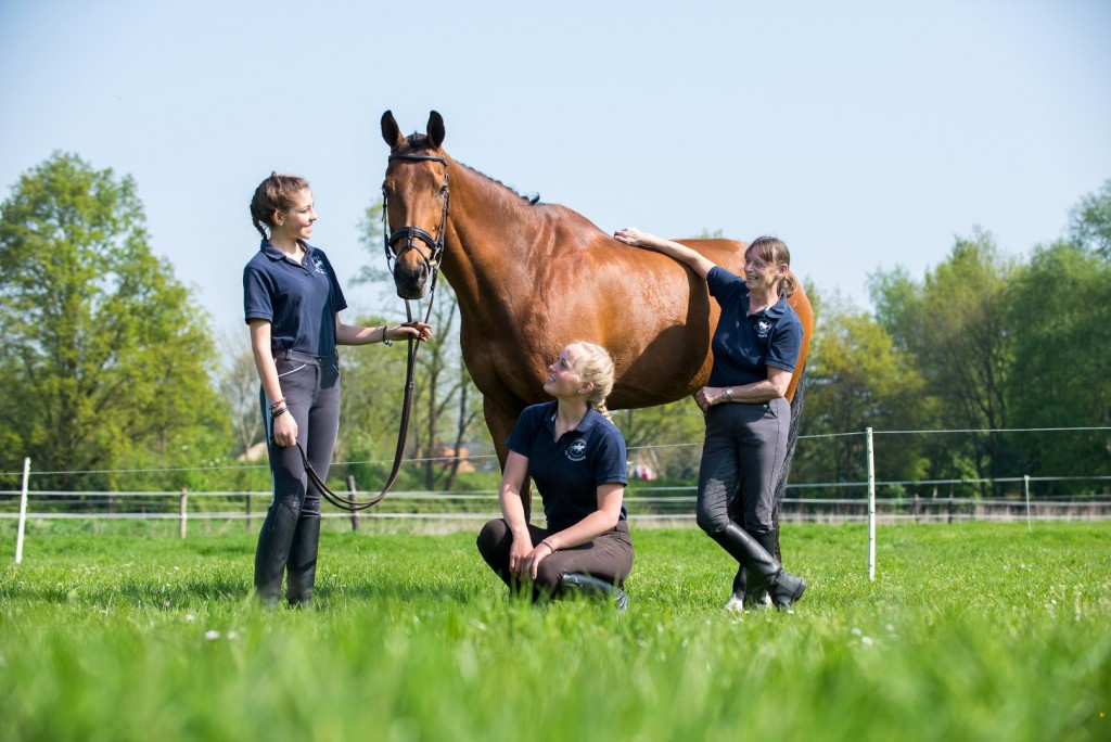 Manege-paard